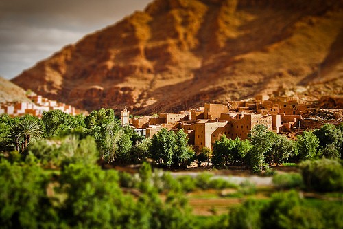 Oasis