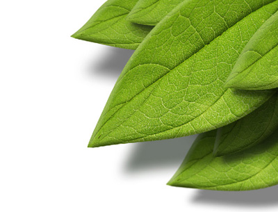 3d Leaf Photoshop