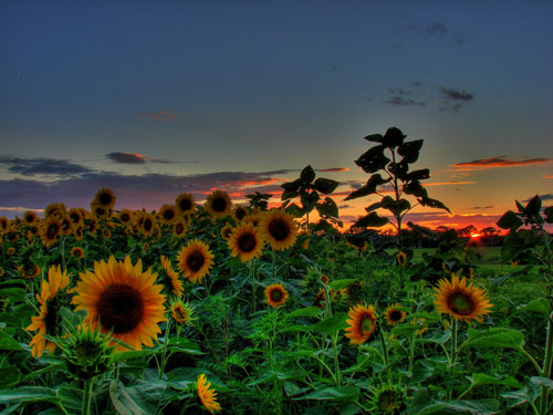 Sunflowers HDR